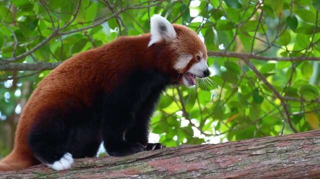 Close up shot of a cute red panda (Ailurus fulgens) climbing the tree.