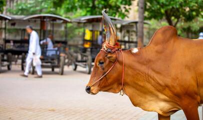 An Indian cow walks through the city streets. Close-up of the cow, animal husbandry in India.