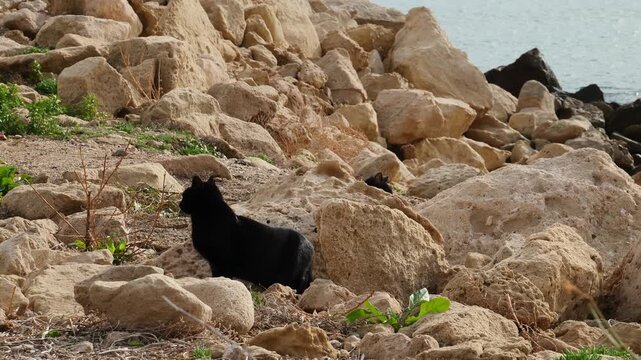 Pair of stray cats among the rocks of a beach. Slow motion x0,5.