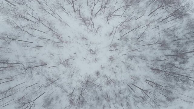 Aerial view of snowy trees in Mississauga, Ontario during winter