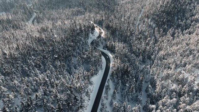 Stunning top down aerial shot of a curved asphalt road cutting through a dense, snow covered pine forest in Mount Parnassus, Greece. Perfect for travel, winter tourism, and nature documentaries.
