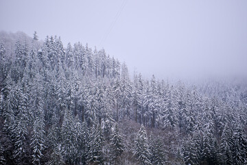Foggy winter mountain snow-covered trees, moody landscape.