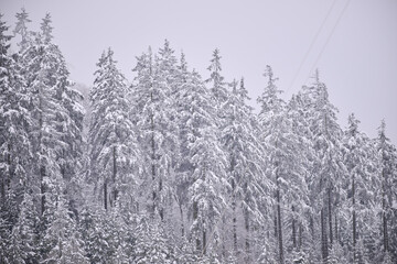 Foggy winter mountain snow-covered trees, moody landscape.