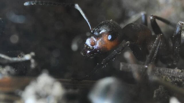 ant head, anthill,  artificial,  Ant, ants, red ant,   head, pupae, jaws, artificial anthill