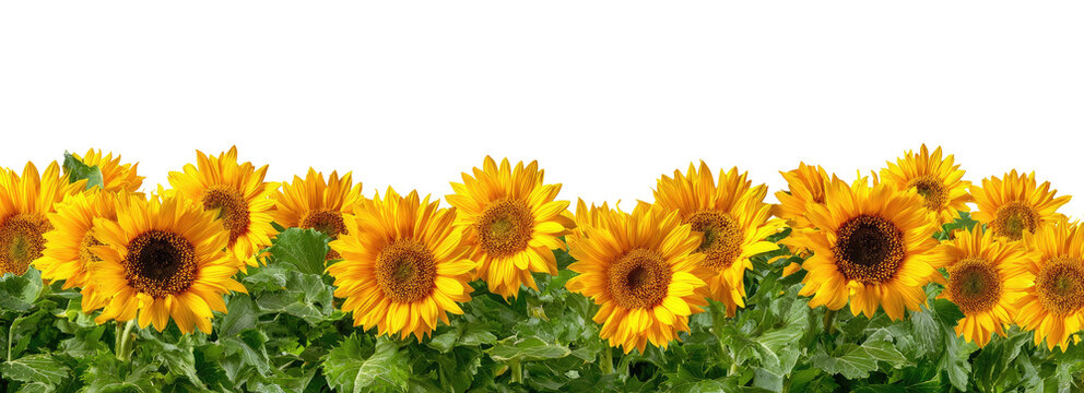 Bright yellow sunflowers in a row against a black background. Lush green foliage surrounds the flowers