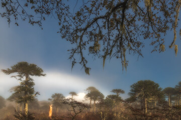 High-resolution shot of misty Araucaria forest with snow-capped volcano peak. Features soft morning light and natural framing. Perfect for travel or environmental themes.