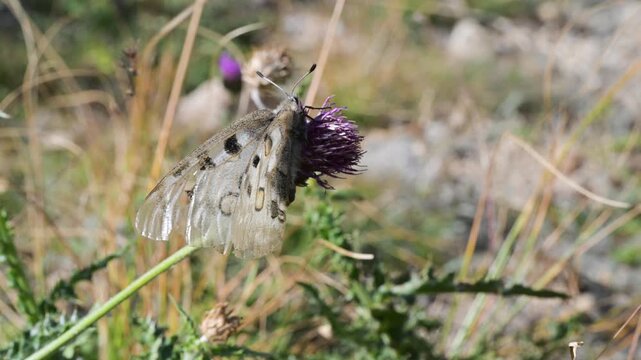Apollo,  close-up , Mountain Apollo, Parnassius apollo, butterfly,  Mountain Apollo, Parnassius apollo, butterfly,  Papilionidae,  lawn, meadow, field,  Gran Paradiso National Park, Cogne,