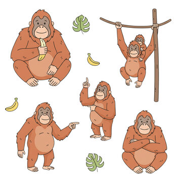 Orang utan vector