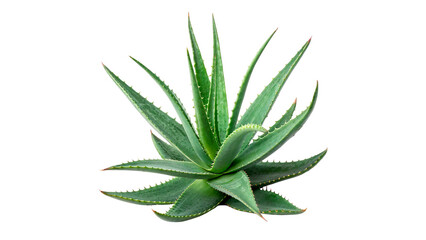 Aloe vera plant with green leaves and sharp edges isolated on transparent background cut out