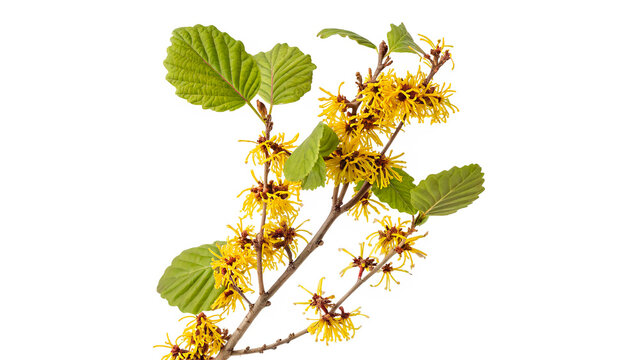 hamamelis virginiana  known as witch hazel isolated on transparent background cut out