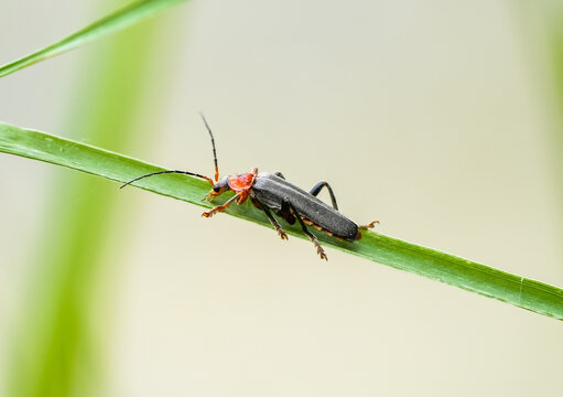 Soldier beetle in nature. Close-up of the insect. Cantharidae.
