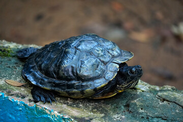 Turtle Trachemys scripta, commonly known as the pond slider or slider terrapin