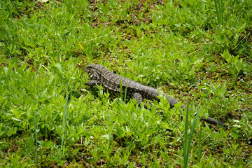 Obraz premium Iguana in Buenos aires reserva ecologica costanera sur puerto maduro
