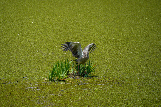 Chauna torquata Southern Crested Screamer local name Chaias, buenos aires city lagoon, in reserva ecologica costanera sur