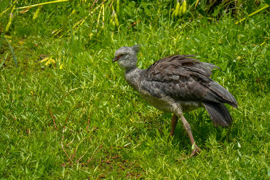 Chauna torquata Southern Crested Screamer local name Chaias, buenos aires city lagoon, in reserva ecologica costanera sur