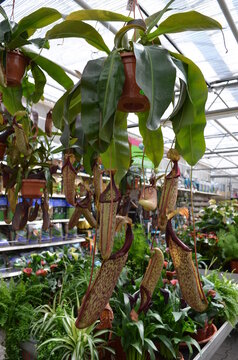Nepenthes