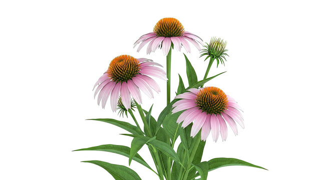 Pink Echinacea Flowers with Orange Centers