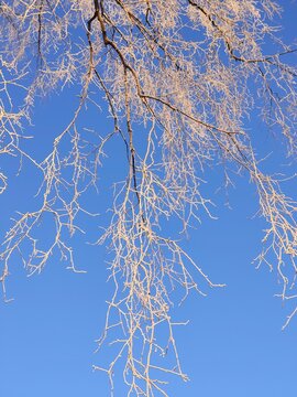 Frosted winter branches hanging against clear blue sky, delicate icy tree details and minimalist seasonal nature background
