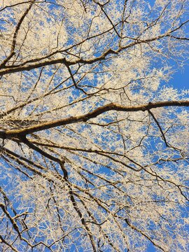 Frost-covered tree branches against clear blue sky, winter nature background with icy treetops and crisp seasonal atmosphere