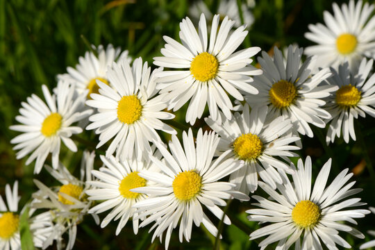 Fr&uuml;hling 688