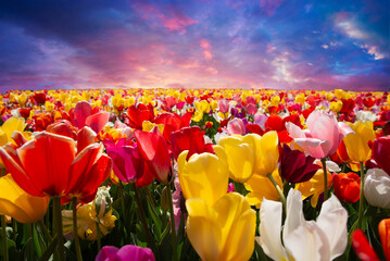 Tulips bulbs production in Netherlands, colorful spring fields with blossoming tulip flowers in Zeeland. High quality photo