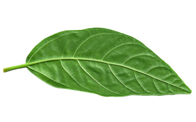 Obraz premium Green leaf isolated on white – Fresh Nature Foliage Close-Up