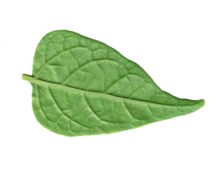 Obraz premium Green Tropical Leaf Isolated on Black Background – Fresh Nature Foliage Close-Up 02