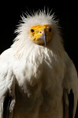 Obraz premium A close-up of a vulture against a black background. A large predator perched on a branch in the wild. African birds.