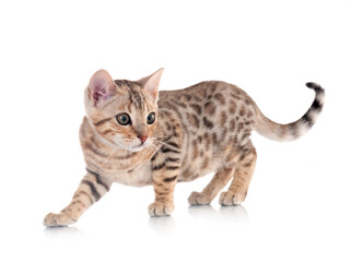 Obraz premium bengal kitten in studio
