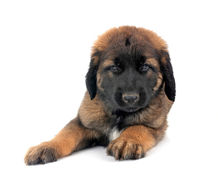 puppy Leonberger in studio