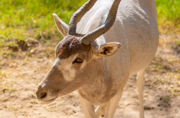 Obraz premium Addax (addax nasomaculatus) antelope close up head shot with horns