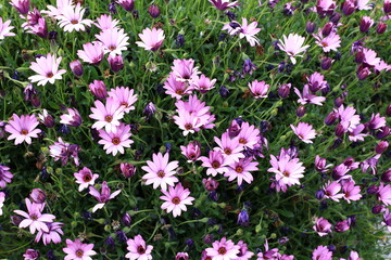 Cape Marguerite purple flowers bloom in a garden during spring season