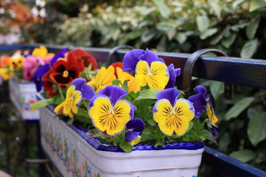 Colorful pansies in window boxes on a sunny day.
