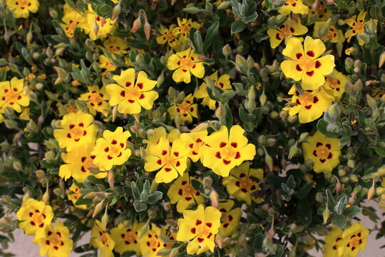 Halimium lasianthum "Formosum" - yellow cistus plant. Yellow flowers bloom in a garden during the daytime in spring
