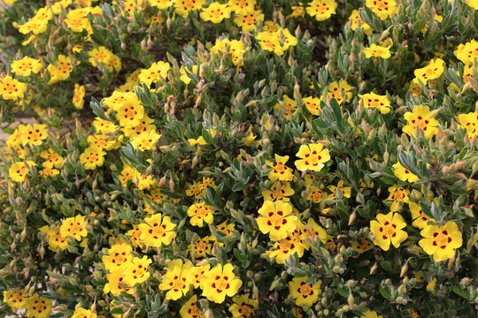 Yellow cistus plant, Halimium lasianthum Formosum. Bright yellow flowers on a bush in a sunny garden setting