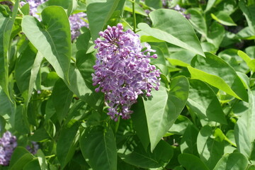 Panicle of mauve flowers of Syringa vulgaris in mid May © Anna