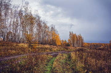 Fototapeta premium dirt road through forest after heavy rain