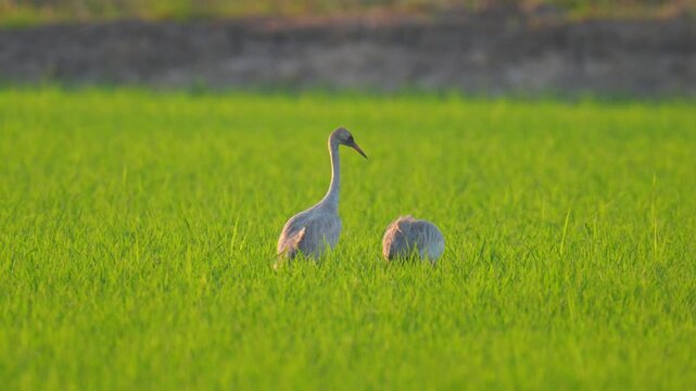 Common Crane  Grus grus Large birds migrate from Europe, flying long distances, and land in the rice fields of northern Thailand.