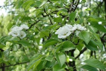 Naklejka premium Several white flowers in the leafage of pear tree in May