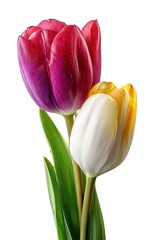 Two vibrant tulips, purple and white-yellow, with green stems and leaves, isolated