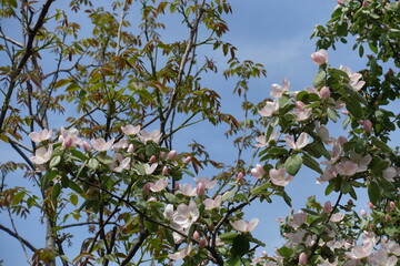 Fototapeta premium Thin branches of blossoming quince tree against blue sky in mid May