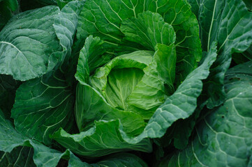 Fototapeta premium Green cabbage with dew in growth at vegetable garden