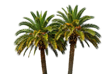 Obraz premium Lush Green Palm Tree Isolated