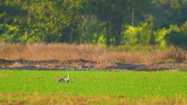 Common Crane  Grus grus Large birds migrate from Europe, flying long distances, and land in the rice fields of northern Thailand.