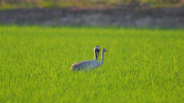 Common Crane  Grus grus Large birds migrate from Europe, flying long distances, and land in the rice fields of northern Thailand.