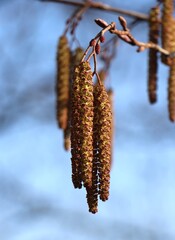 Naklejka premium Common alder (Alnus glutinosa) in spring