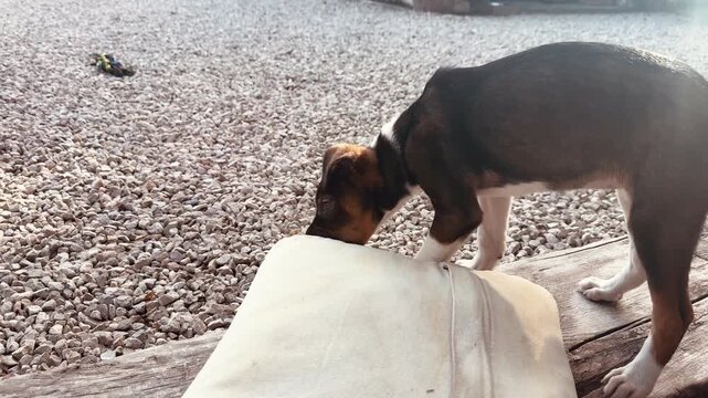 Adorable Puppy Biting Outdoor Cushion Pillow Beach Setting Mischievous Behavior Video Footage