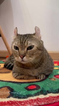An angled view of an American Curl cat with tabby stripes sitting still and observing its surroundings, vertical video.