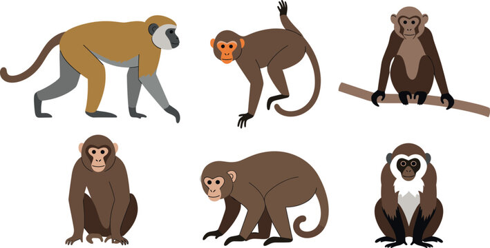 Set of different monkey and primate species in various poses