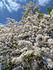 blossoming apple tree branch